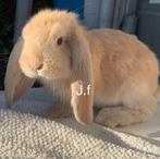 Raszuivere Franse hangoor konijnen, Dieren en Toebehoren, Konijnen, Meerdere dieren, Groot, Hangoor