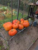 Biologische pompoen om te eten, Tuin en Terras, Ophalen, Eenjarig, Groenteplanten, Volle zon