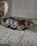 Britse korthaar kittens, Dieren en Toebehoren, Katten en Kittens | Raskatten | Korthaar, Meerdere dieren, Ontwormd, 0 tot 2 jaar