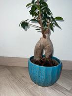 Ficus ginseng, Ophalen of Verzenden, Ficus