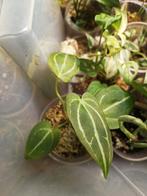 Anthurium crystalinium, Ophalen of Verzenden