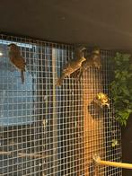 Mexixaanse roodmussen, Meerdere dieren, Tropenvogel
