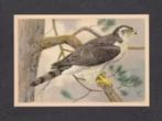 Roofvogel Havik (7)., Ophalen of Verzenden, 1960 tot 1980, Vogel