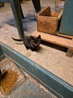 Kittens 3 stuks, Dieren en Toebehoren, Katten en Kittens | Overige Katten