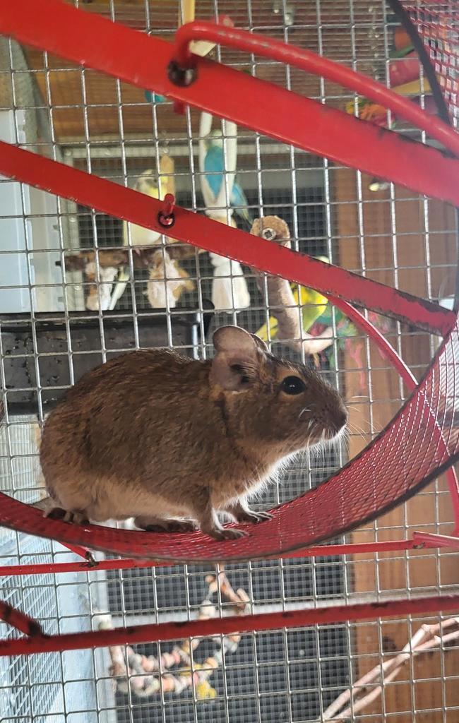 Spoed!! Drie Degoe vrouwen, Dieren en Toebehoren, Knaagdieren, Vrouwelijk, Overige typen, Mei