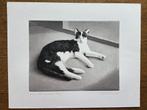 Droge naald ets/aquatint, Liggende kat, 1978, Ophalen of Verzenden