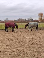 Plekje op Paddock Paradise