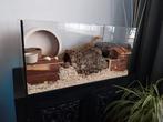 Mooi hamster terrarium aquarium hamsterhok, Dieren en Toebehoren, Zo goed als nieuw, Ophalen, Minder dan 60 cm, Hok