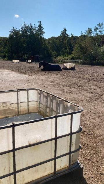 Pensionstal, super grote paddock, track, wei, aan bos beschikbaar voor biedingen