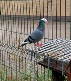 Te koop Rijnlandse Ringslager duivin, Dieren en Toebehoren, Vrouwelijk, Overige soorten