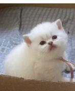 Super schattige Britse Korthaar kitten😻 NOG 1 BESCHIKBAAR., Dieren en Toebehoren, Katten en Kittens | Raskatten | Korthaar, Meerdere dieren