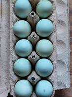 Broedeieren cream legbar eieren groen blauw araucana, Dieren en Toebehoren, Pluimvee, Kip, Geslacht onbekend