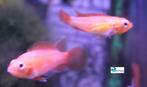 Apistogramma agassizi "Fire Red", Dieren en Toebehoren, Vis, Zoetwatervis