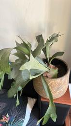 Prachtige hertshoorn varen, Huis en Inrichting, Ophalen, Overige soorten, Halfschaduw, Minder dan 100 cm