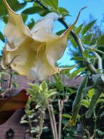 Brugmansia impriss, Ophalen, Zomer, Vaste plant, Volle zon