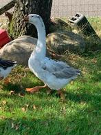 Mooie ganzen, Meerdere dieren, Gans of Zwaan