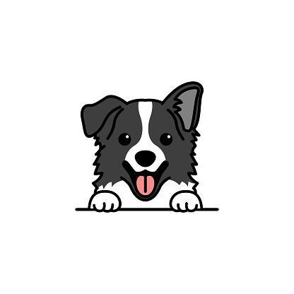 Looking for a working line Border Collie, Dieren en Toebehoren, Honden | Herdershonden en Veedrijvers, Geslacht onbekend, Collie