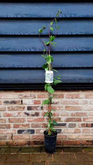 Clematis wilde Kamperfoelie Lonicera periclymenum 🌿 beschikbaar voor biedingen