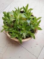 Vetplanten, Ophalen