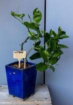 Bonsai collectie 4x, Bloeit niet, Halfschaduw, Minder dan 100 cm, Overige soorten