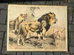 Leeuw, Antiek en Kunst, Antiek | Schoolplaten, Ophalen of Verzenden, Natuur en Biologie