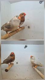 Te koop 2 koppelen oranjeborst, Meerdere dieren