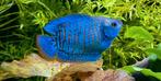 dwerg gourami neon €4,95, Ophalen of Verzenden, Nieuw, Overige typen