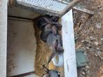 Vlaamse reus, April, Meerdere dieren, Overige typen