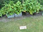 mooie rode Duizendknoop planten, Volle zon, Vaste plant, Zomer, Ophalen