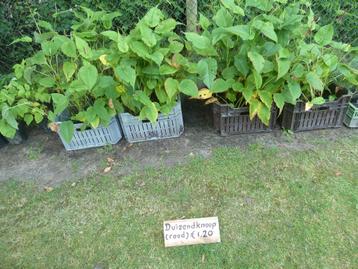 mooie rode Duizendknoop planten beschikbaar voor biedingen