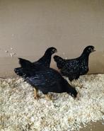 Barnevelder Kriel zilver jonge hennen, Dieren en Toebehoren, Pluimvee, Vrouwelijk, Kip