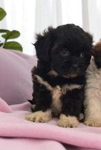Super mooie boomer pups. maltezer maal shih tzu, Overige rassen, 8 tot 15 weken, CDV (hondenziekte), Meerdere