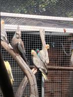 Jonge valkparkieten te koop, Dieren en Toebehoren, Vogels | Parkieten en Papegaaien, Geslacht onbekend, Parkiet, Geringd