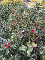 Hulst struik met rode bessen, Tuin en Terras, Planten | Struiken en Hagen, Ophalen, Hulst, Struik, 100 tot 250 cm
