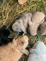 Baby konijntjes, Dieren en Toebehoren, Konijnen, Meerdere dieren, Dwerg, Hangoor, 0 tot 2 jaar