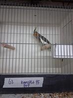 Valkparkieten kanssplit palefallow, Meerdere dieren