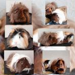 3 lieve cavia’s zoeken een fijn thuis️, Oktober, Mannelijk, Cavia