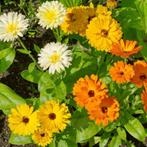 goudsbloem calendula mix (eenjarig), Verzenden, Voorjaar, Volle zon, Zaad