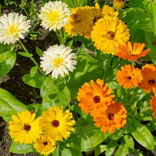 goudsbloem calendula mix (eenjarig), Tuin en Terras, Bloembollen en Zaden, Zaad, Voorjaar, Volle zon, Verzenden