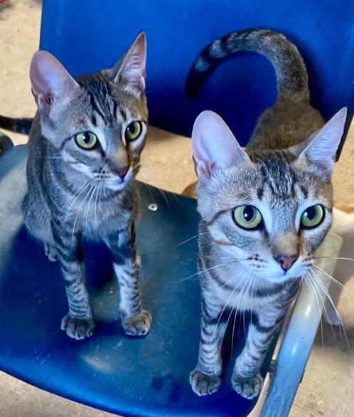 Lieve broer en zus zoeken samen een thuis, Dieren en Toebehoren, Katten en Kittens | Overige Katten, Meerdere dieren, 0 tot 2 jaar