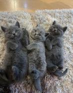 Britse kittens, Dieren en Toebehoren, Katten en Kittens | Raskatten | Korthaar, Kater, Ontwormd, 0 tot 2 jaar