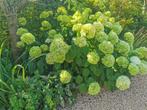 Hortensia Annabelle Strong stekken, Tuin en Terras, Overige soorten, Vaste plant, Ophalen of Verzenden, Halfschaduw