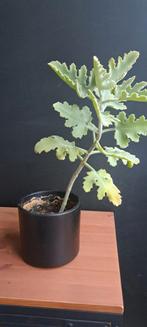 Kalanchoe vetplant, Ophalen, Overige soorten, Minder dan 100 cm