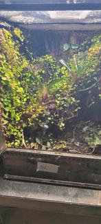 Exo terra  45x45x60 Terrarium Paludarium Gifkikkers, Dieren en Toebehoren, Reptielen en Amfibieën | Toebehoren, Ophalen, Gebruikt