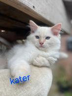 Siberische Ragdoll katertjes zoeken liefdevol huisje., Dieren en Toebehoren, Katten en Kittens | Raskatten | Langhaar, Meerdere dieren