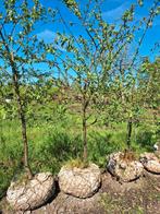 Pruimenbomen in 60 liter pot ACTIE 3 halen 2 betalen, Ophalen