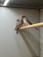 Kanaries Rood Mozaïek Agaat 4-2, Dieren en Toebehoren, Vogels | Kanaries, Meerdere dieren, Kleurkanarie