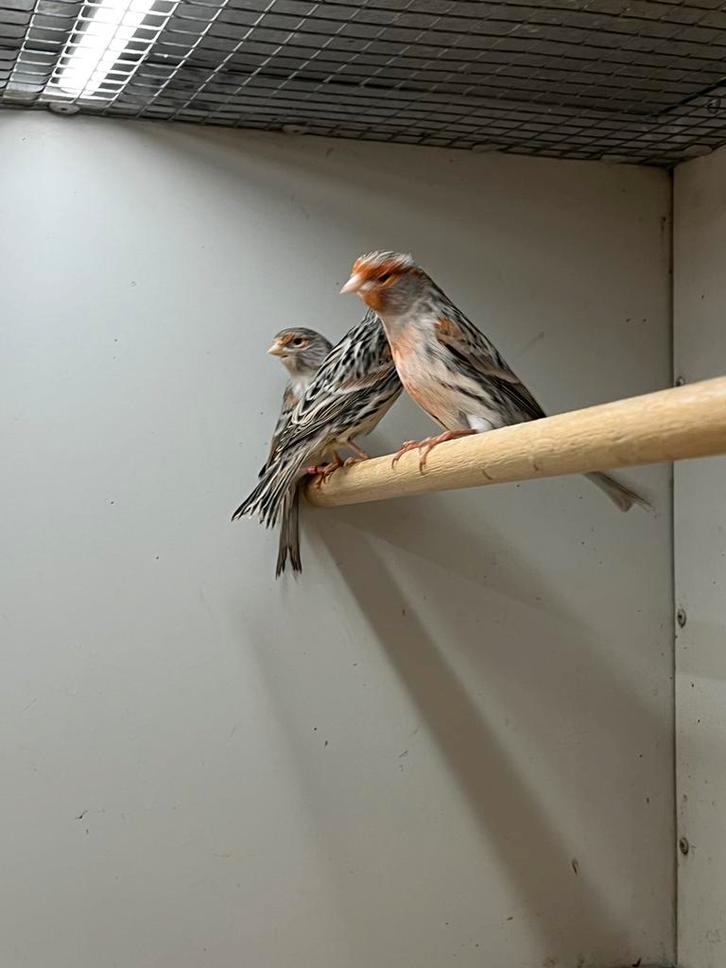 Kanaries Rood Mozaïek Agaat 4-2, Dieren en Toebehoren, Vogels | Kanaries, Kleurkanarie, Meerdere dieren