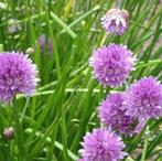 bieslook zaadjes  (Allium schoenoprasum)  bologisch, Ophalen of Verzenden, Gehele jaar, Volle zon, Zaad