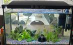 Superfish aquarium 60liter (draaiend als is), Dieren en Toebehoren, Vissen | Aquaria en Toebehoren, Ophalen, Gebruikt, Gevuld zoetwateraquarium